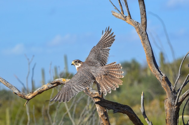 Halcón de la pradera en vuelo