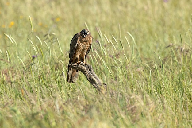 Un halcón se sienta en una rama en un campo