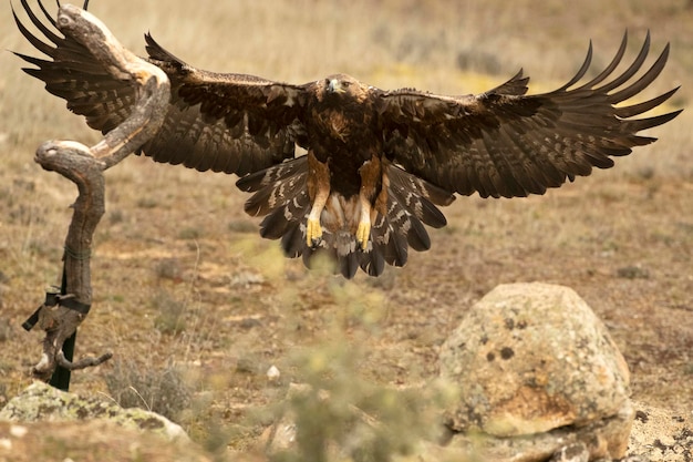 Foto un halcón con sus alas extendidas en el aire