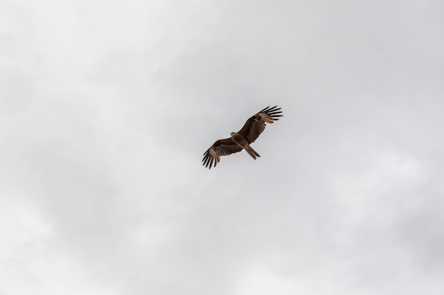 Un halcón vuela en el cielo en busca de presas sobre las montañas mongolas de Altai.