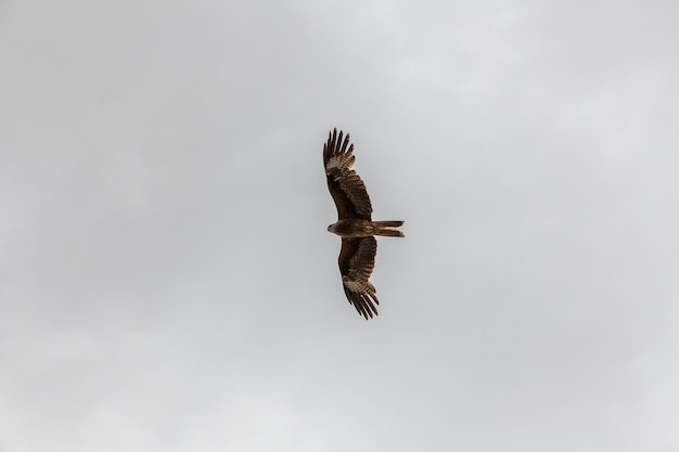 Un halcón vuela en el cielo en busca de presas sobre las montañas mongolas de Altai.