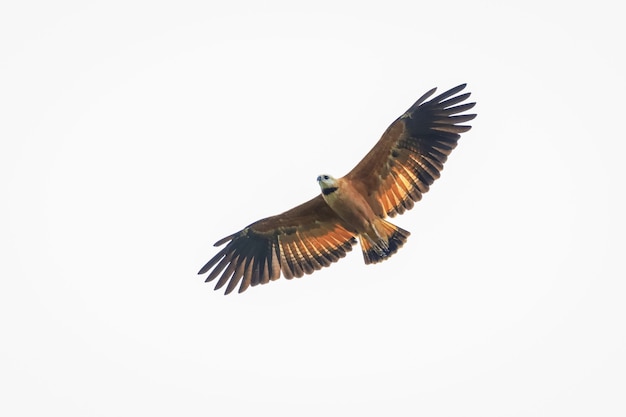 Halcón en vuelo buscando su caza