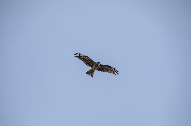 halcon en vuelo