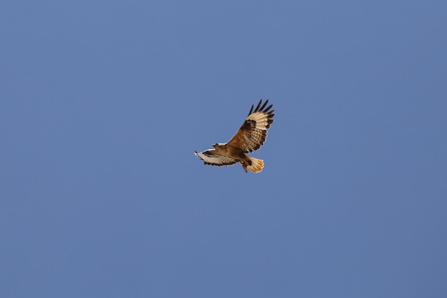 Halcón en vuelo