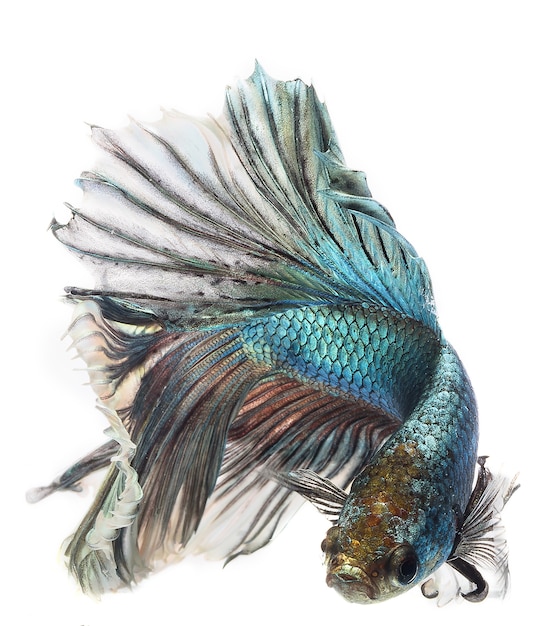 Halfmoon Betta Fisch, siamesische Kampffische, Capture Bewegung von Fischen, Betta splendens