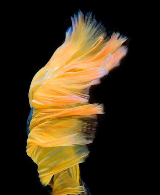 Halfmoon betta fish, pez luchador siamés, captura movimiento de peces, Betta splendens