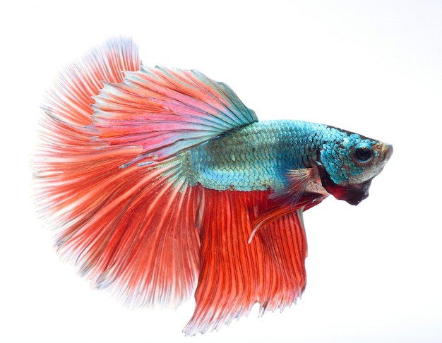 Halfmoon betta fish, pez luchador siamés, captura movimiento de peces, Betta splendens