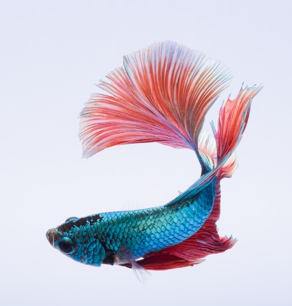 Halfmoon betta fish, pez luchador siamés, captura movimiento de peces, Betta splendens