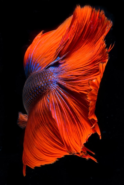 Halfmoon betta fish, pez luchador siamés, captura movimiento de peces, Betta splendens