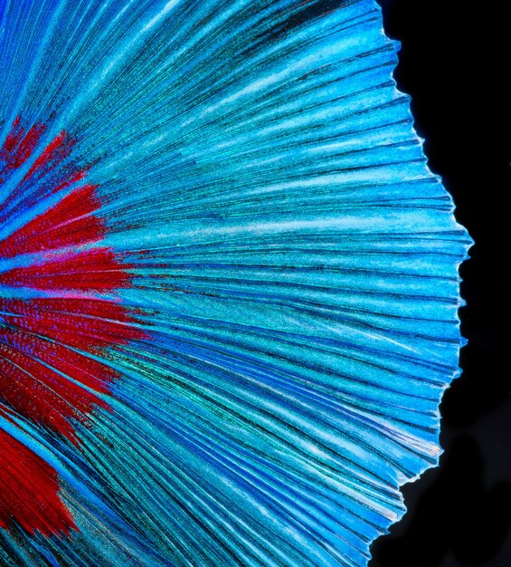 Halfmoon betta fish, pez luchador siamés, captura movimiento de peces