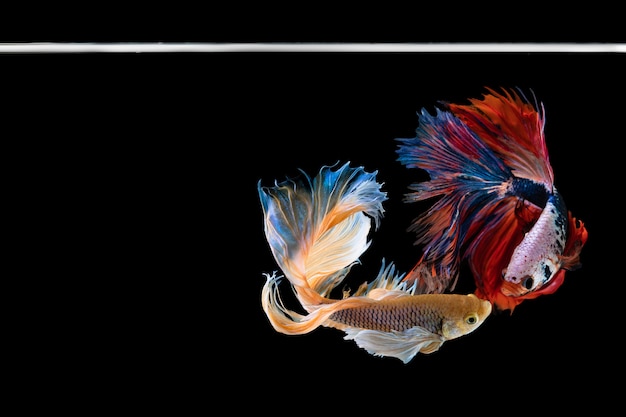 Halfmoon betta hermoso pez. capturar el momento emotivo hermoso de peces siam betta