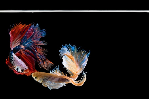 Halfmoon betta hermoso pez. capturar el momento emotivo hermoso de peces siam betta