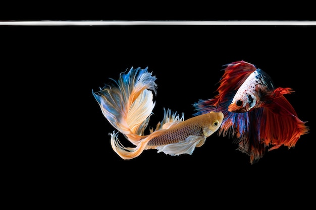 Foto halfmoon betta schöner fisch. erfassen sie den bewegenden moment, der von siam betta fisch schön ist