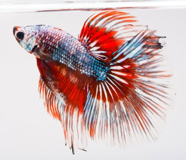 Halfmoon Bettafisch, Siamesischer Kampffisch, Fangbewegung von Fischen, Betta Splendens