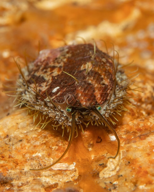 Haliotis tuberculata (Haliotis tuberculata) También conocido como