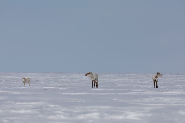 Hallan caribú de tierra estéril en la tundra ártica canadiense