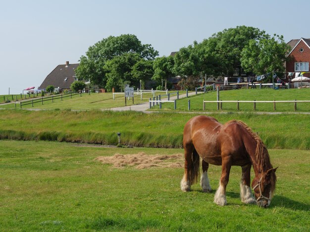 Hallig Hooge en Alemania