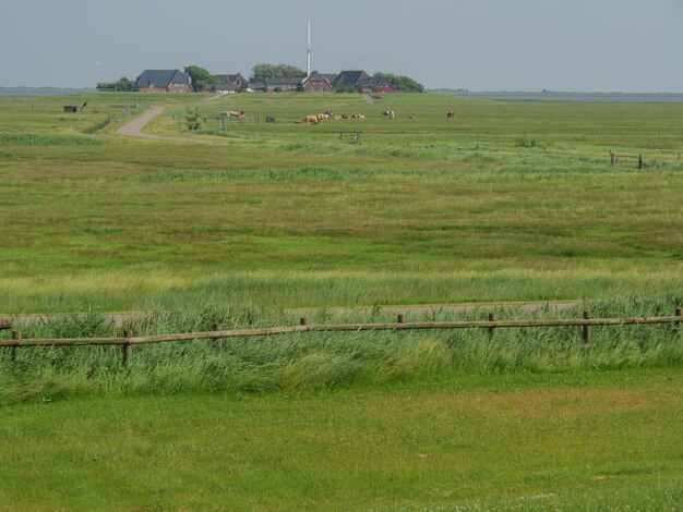 Foto hallig hooge en el mar del norte