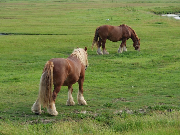 Foto hallig hooge en el mar del norte