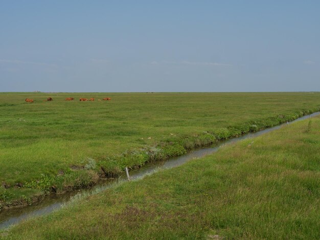 Hallig Hooge no mar do Norte