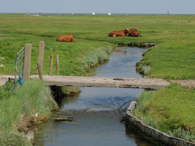 Foto hallighooge in der nordsee