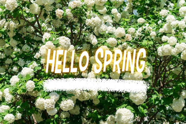 Hallo Frühling, Sonne, die durch die Bäume scheint, der Beginn der Frühlingszeit, blühende Apfelbäume.