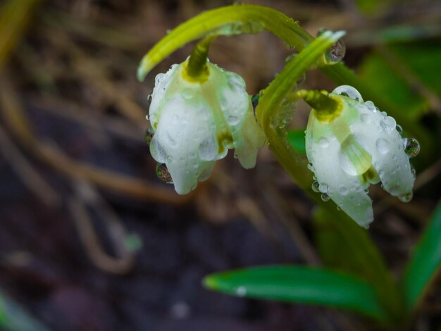 Hallo Frühlingskonzept weiße Schneeglöckchenblumen mit Makrotropfen