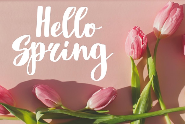 Hallo Frühlingstext auf rosafarbenen Tulpen im Sonnenlicht flach auf rosafarbenem Hintergrund Stilvolle Grußkarte Handgeschriebener Schriftzug Hallo Frühling Frühlingszeit
