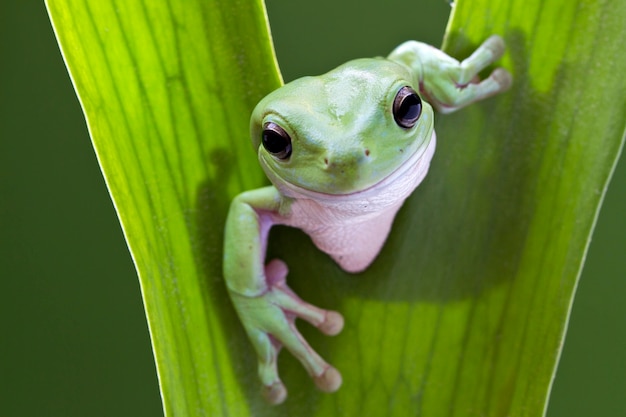 Hallo. Grüner Baum-Frosch auf Blatt