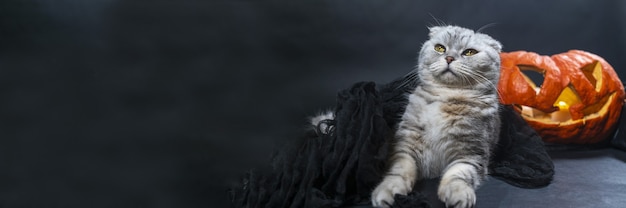 Halloween banner pura raza scottish fold cat en velo negro se sienta en el fondo de jack o lantern