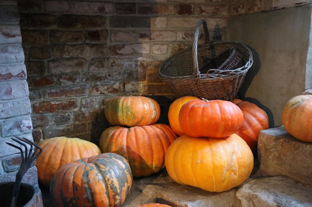 Halloween Calabazas maduras en un sótano con paredes de ladrillo