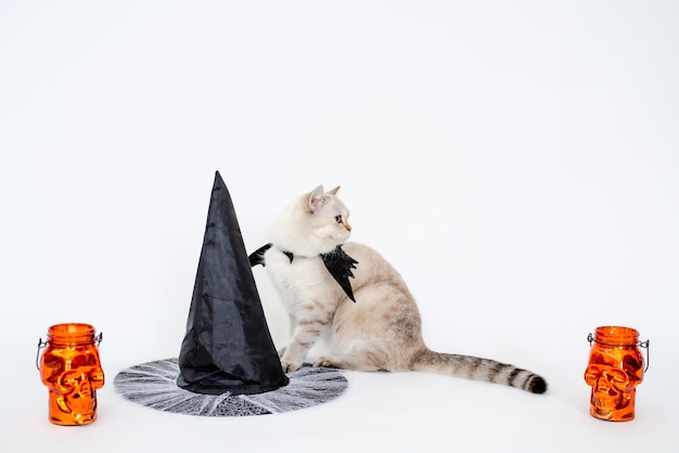 Halloween catportrait kitty usar ala de murciélago negro aislado sobre fondo blanco.