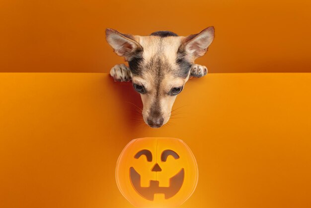 Halloween Dogpet se ve en una calabaza en un fondo naranja