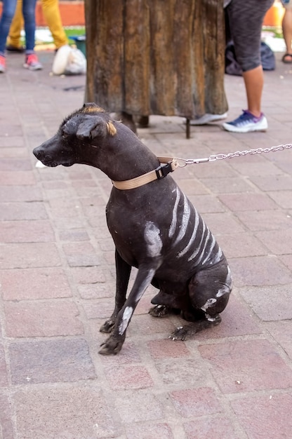 Halloween-Hund gekleidet für den Tag der Toten Festlichkeit gekleidet wie ein Hundeschädel Nahaufnahme des Porträts des mexikanischen haarlosen Hundes namens xoloitzcuintle