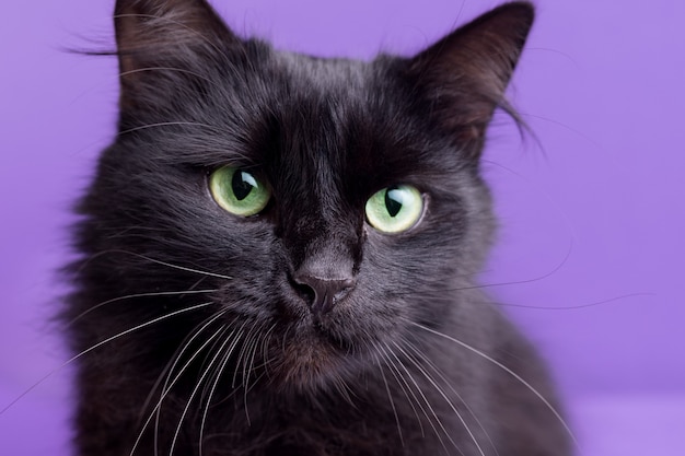 Halloween-Katze mit weißen dekorativen Kürbissen vor dem lila Hintergrund. Porträt einer schönen flauschigen schwarzen Katze.