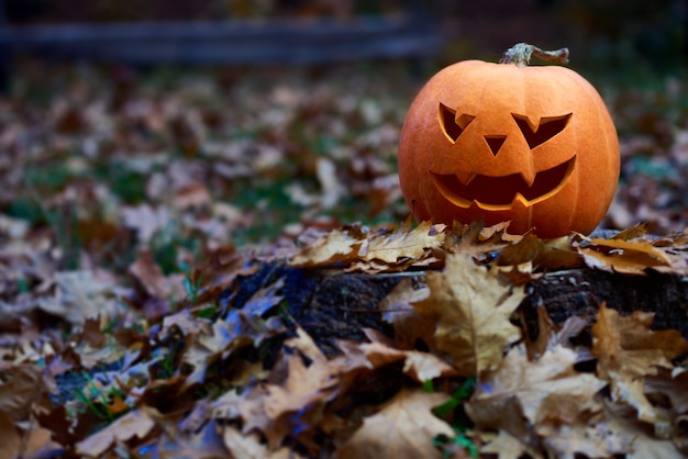 Halloween-Kürbis im Herbstwald,