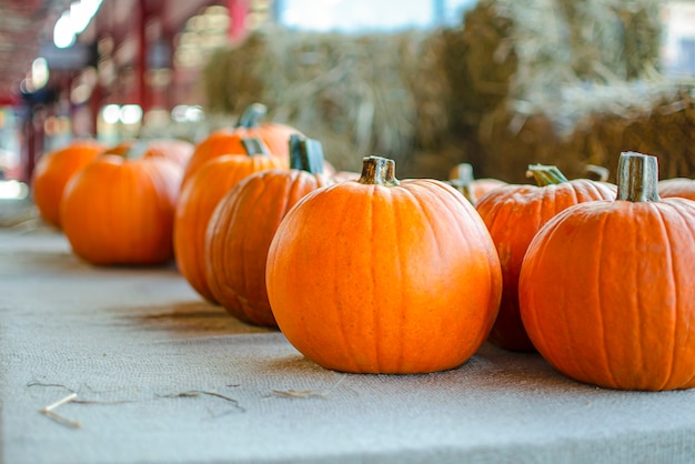 Halloween-Kürbis. Kürbis auf Heu im rustikalen Stil. Hintergrund für Halloween. Platz für Text.