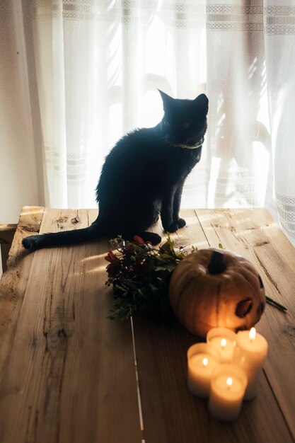 Foto halloween kürbis schwarze katze blumen und kerzen