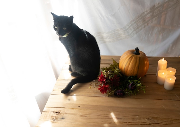 Foto halloween kürbis schwarze katze blumen und kerzen