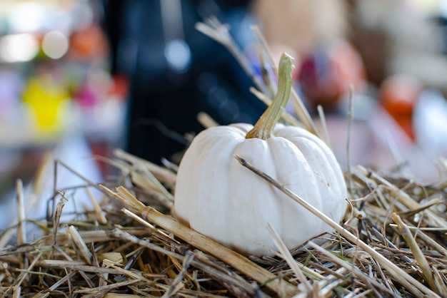 Halloween-Kürbis. Weißer Kürbis auf Heu im rustikalen Stil. Hintergrund für Halloween. Platz für Text.