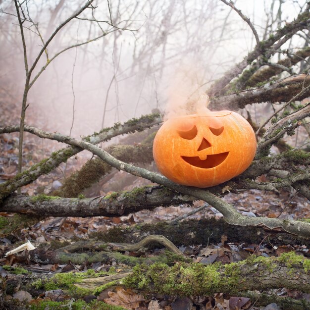 Halloween-Kürbisse im unheimlichen Herbstwald