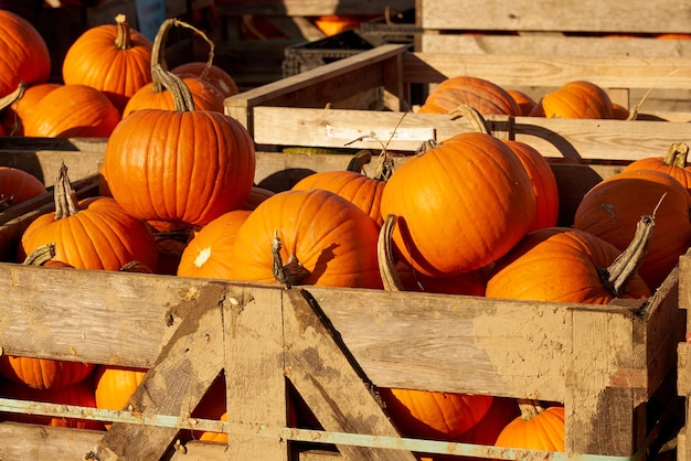 Halloween Kürbisse in Holzkisten auf dem Markt