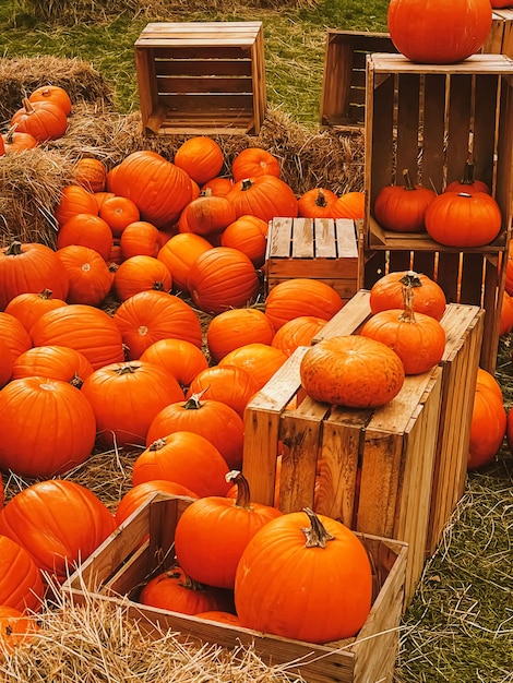 Halloween-Kürbisse und Feiertagsdekoration in der Herbstsaison ländliche Feldkürbisernte und saisonale Landwirtschaft im Freien in der Natur