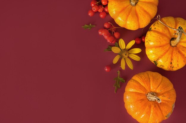 Halloween o acción de gracias hermoso fondo de otoño estacional con flores de calabaza y frutos rojos