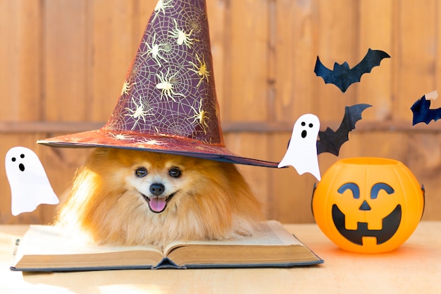 Halloween pet. cachorro spitz laranja fantasia bruxa chapéu preto com livro de feitiços, abóbora, morcegos balde e fantasma