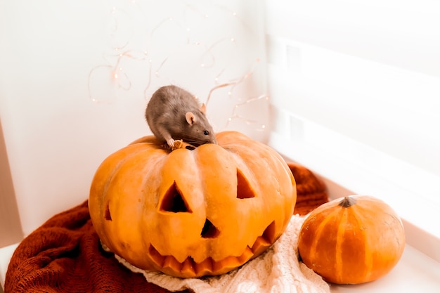 Halloween Rata y calabaza Rata y calabaza para halloween Gris Decorativo Rata Colores otoñales