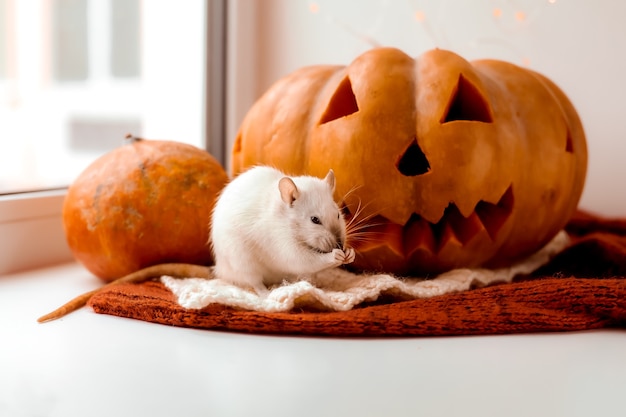 Halloween Ratte und Kürbis Ratte und Kürbis für Halloween Deko Ratte Herbstfarben