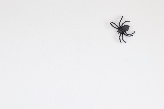 Halloween schwarze Spinne an der Wand