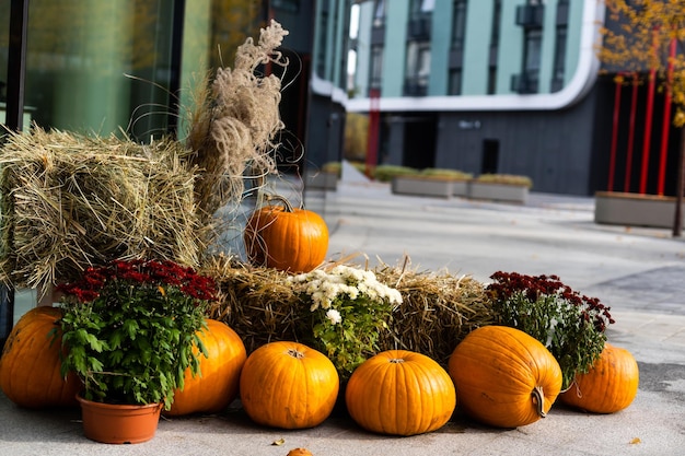 Halloween-Straßendekoration. Winzige orangefarbene Kürbisse, die am Seil hängen. Gänseblümchenblumen des Floristen in einem Eimer. Herbstdeko für draußen aus Kürbissen und Blumen.