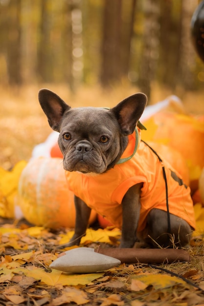 Halloween und Erntedankfest. Hund mit Kürbissen im Wald. Süße französische Bulldogge. Hund kostet